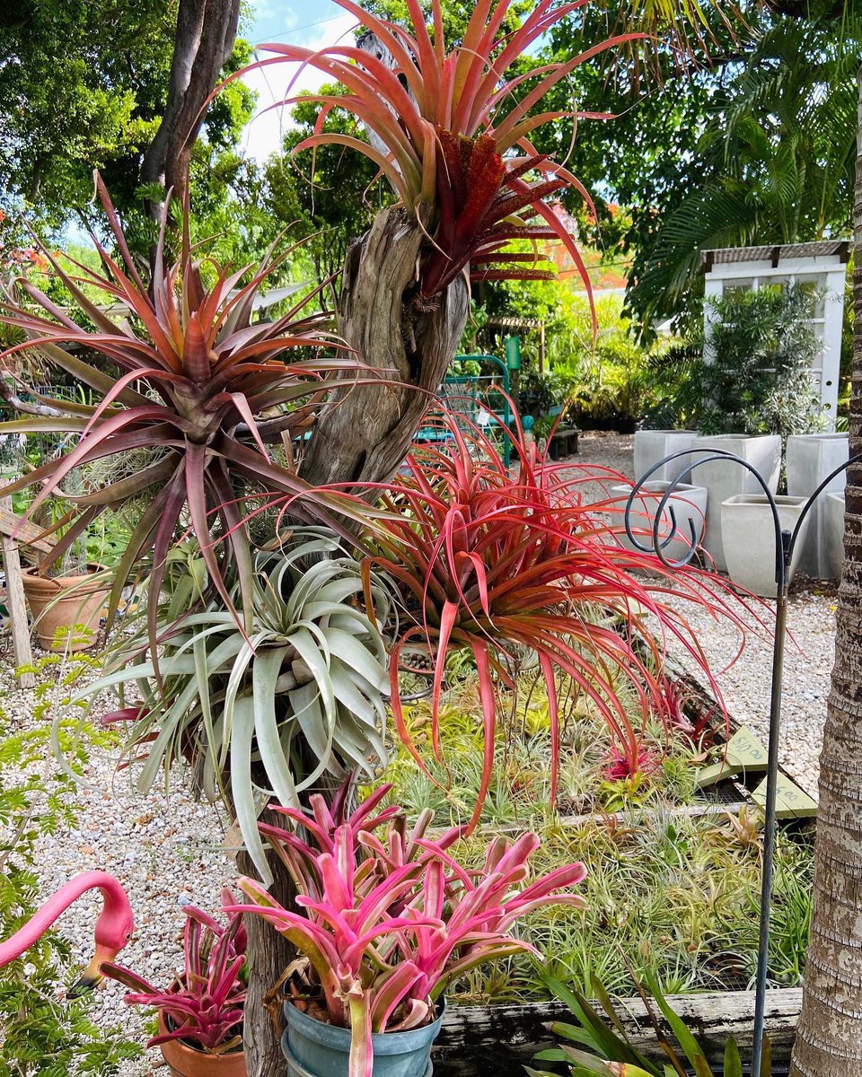 Summer colors of the #FloridaKeys