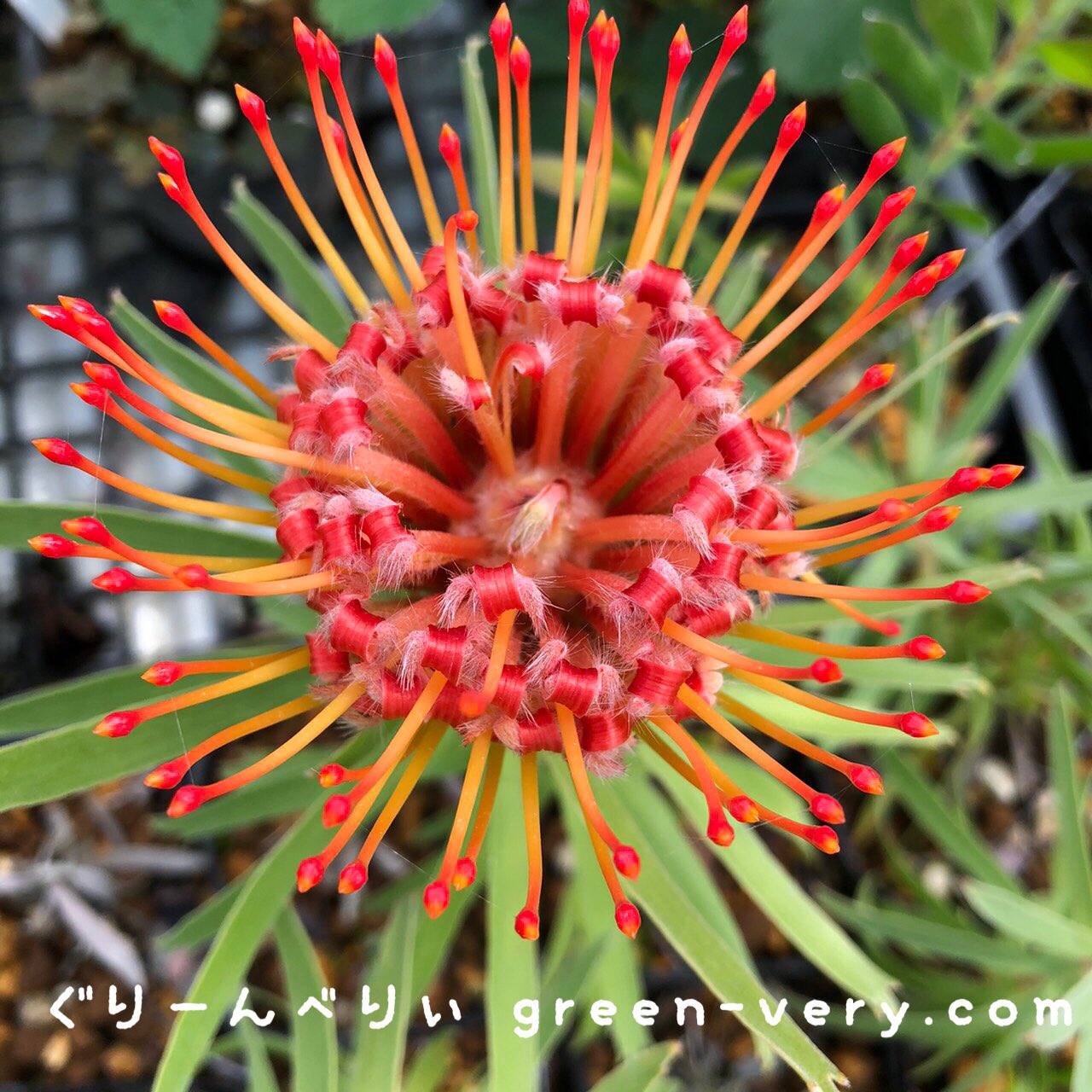 Uzivatel 苗通販店 ぐりーんべりぃ Na Twitteru ピンクッションタンゴ が咲きました 切り花にしても日持ちする面白いかたちのお花です レウコスペルマム ピンクッション ピンクッションフラワー 花 花が好き Flowers 庭のある暮らし ファインダー