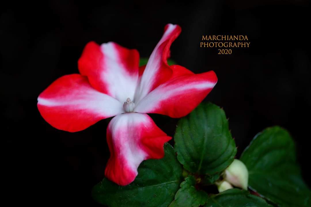 MPhotog87945389's tweet photo. #aquietmoment #flowers #closeup #color #colorful #pink #white #naturalbeauty #natural #nature #oneafternoon #naturalbeauty #detail #photography #photographer #art #artist #floiage https://t.co/4rGqKQoyRc