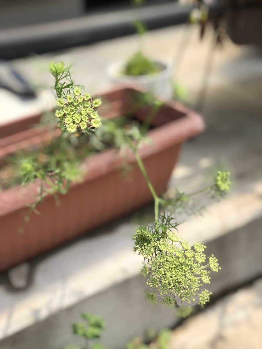 Hirokuni Kanki 切り落とした人参のヘタを水耕栽培したあと 土に植えたらグングン茎が伸び 花を咲かせた 花言葉を調べると 幼い夢 だそう 原産地はアフガニスタンというのも意外 ペシャワール会の中村哲医師の姿が浮かぶ