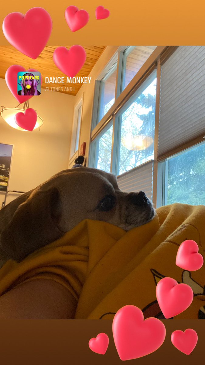 bellsong's tweet photo. @TorrensJonathan #PuggleSnuggle #ThinkingCorner https://t.co/8ko06os8UT
