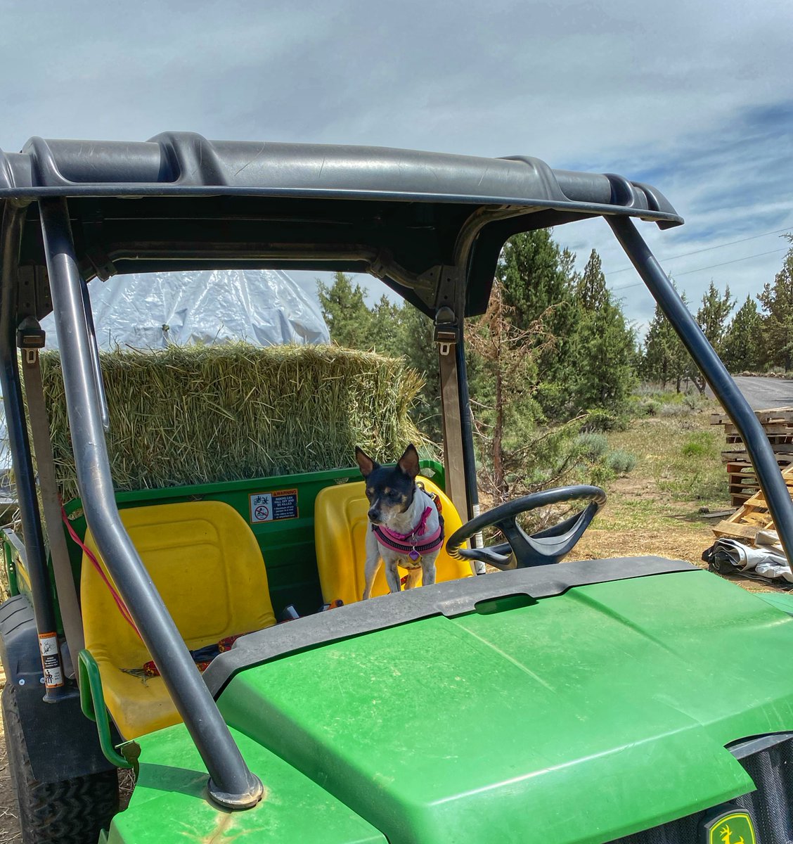 I was Ranch Dog Daffy!!