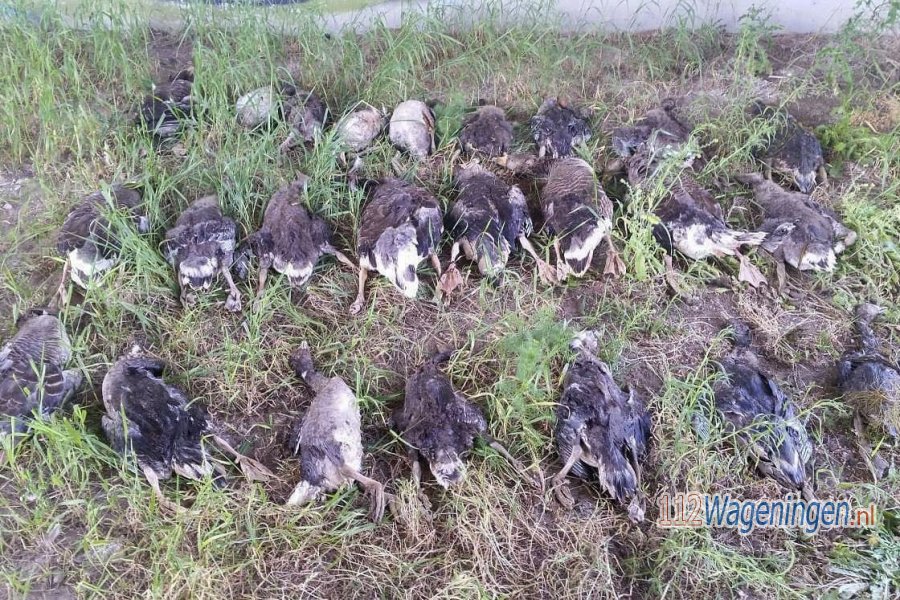 Groot aantal ganzen (illegaal) doodgeschoten en achtergelaten. 112Wageningen.