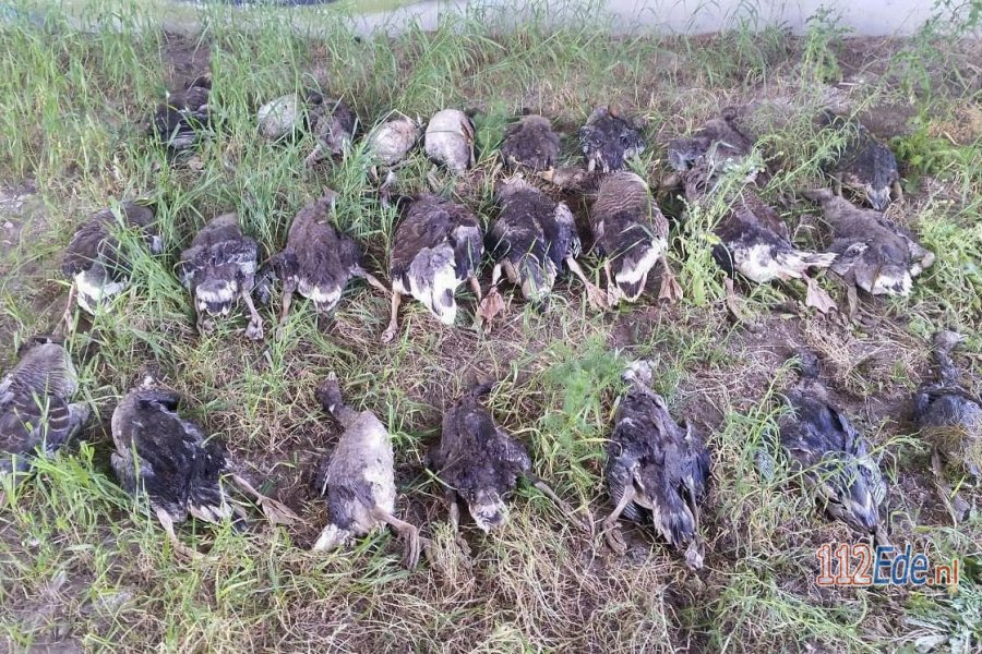 Groot aantal ganzen (illegaal) doodgeschoten en achtergelaten. 112Ede.