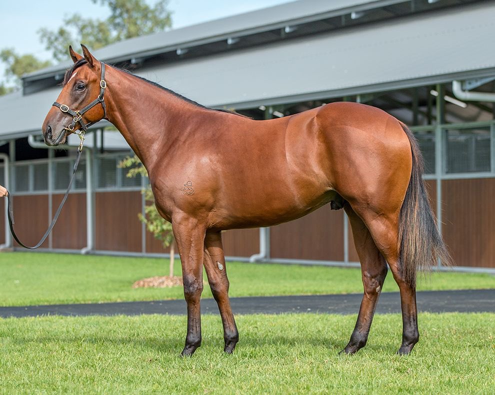 Waikato Stud tweet media