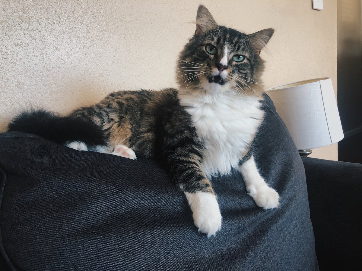 haizebley's tweet photo. my kitty cat bbgurl is missing. please RT, she was last home at noon. recently moved so she is likely lost in our new neighborhood. new home is near 6th street. been looking all day with no luck, if you see her please call the Hays pound if you are not comfortable picking her up! https://t.co/ICoT4goZ6k