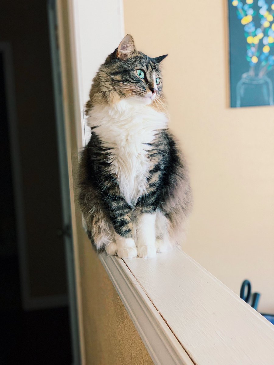 haizebley's tweet photo. my kitty cat bbgurl is missing. please RT, she was last home at noon. recently moved so she is likely lost in our new neighborhood. new home is near 6th street. been looking all day with no luck, if you see her please call the Hays pound if you are not comfortable picking her up! https://t.co/ICoT4goZ6k