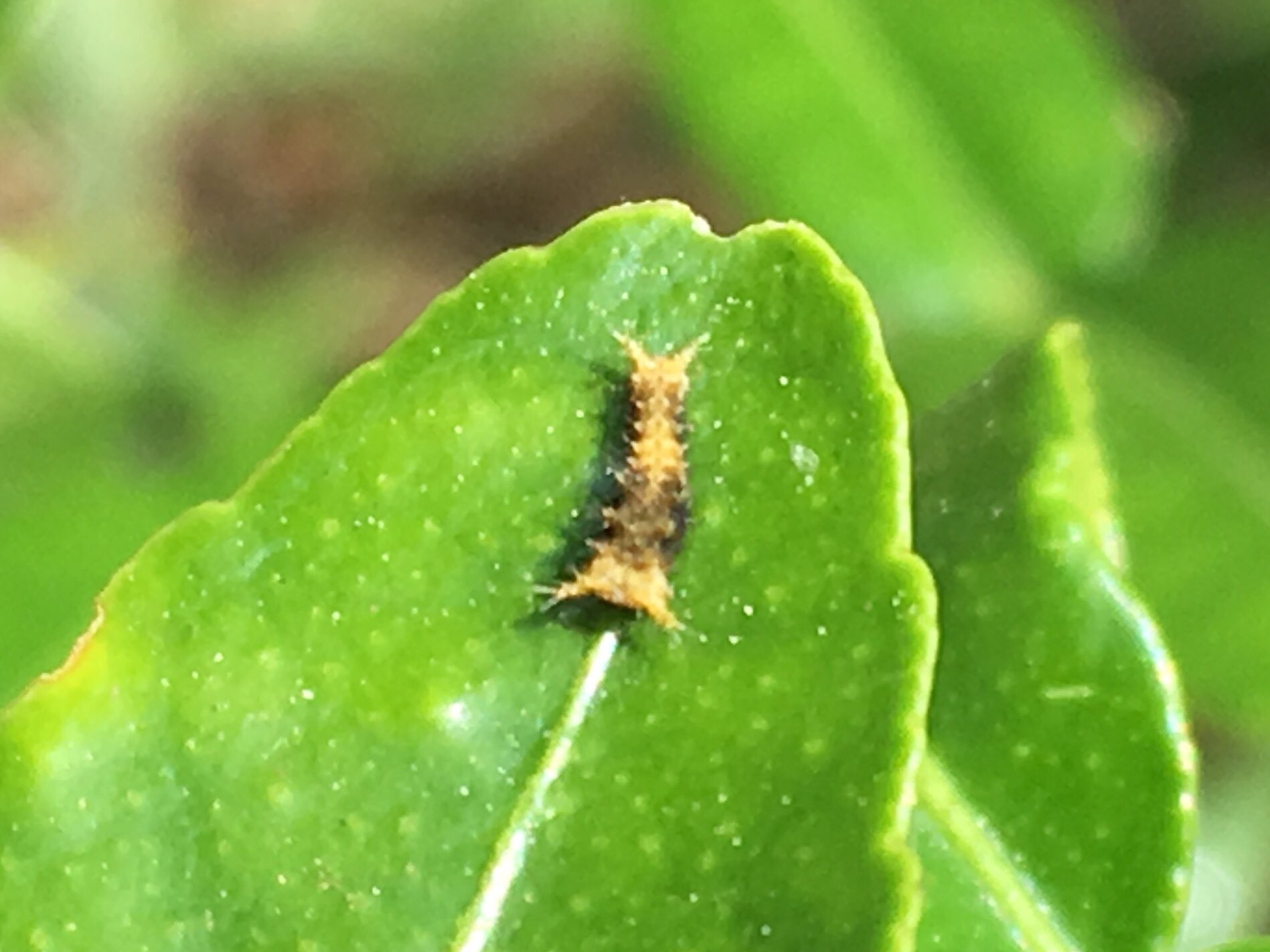 529 コブミカンの木ではクロちゃんをふたり保護 クロアゲハ アゲハ蝶 一齢幼虫 T Co Zqfz3ortjk Twitter