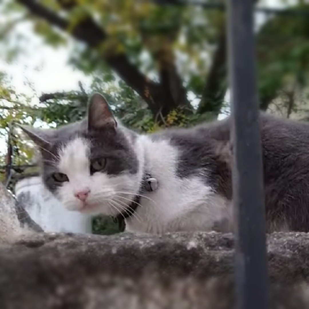 Este bebe esta pasando frio y hambre desde hace días. No intervenimos porque pensamos que al tener collar su casa no debería estar lejos...Pero cada día se lo encuentra peor y mas desesperado por mimos. Esta al frente del hospital misericordia. Esta haciendo mucho frio. Difundir!