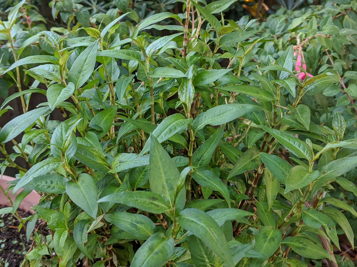 Sonny Le You Can Take A Vietnamese Out Of Vietnam But Not Vietnam Out Of A Vietnamese Rau Răm Vietnamese Coriander In Search Of Hột Vịt Lộn Balut Chicken Salad Or A
