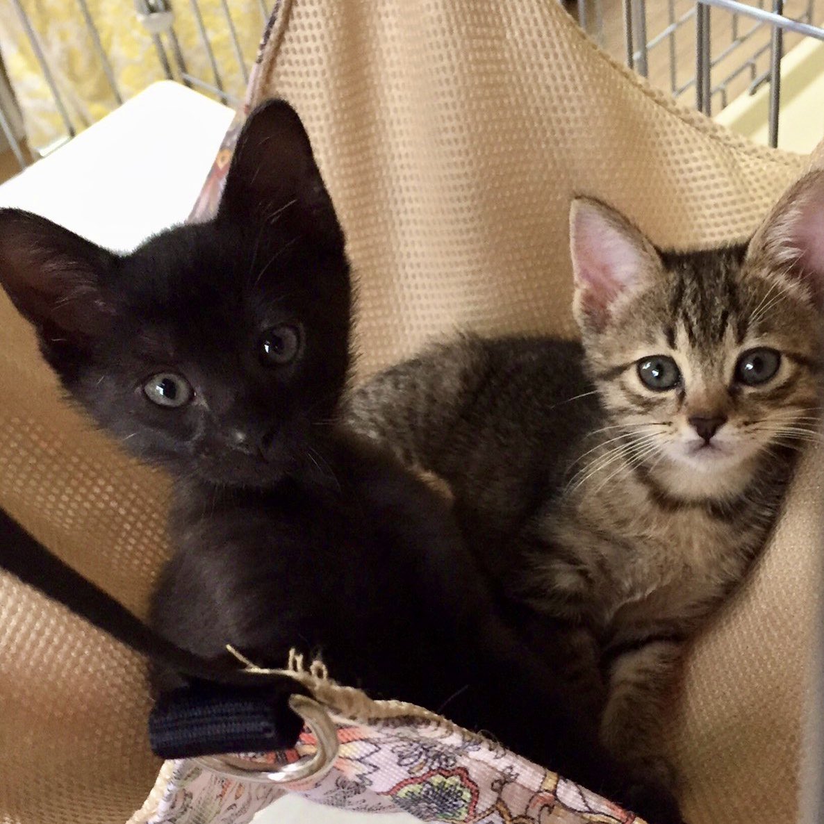 保護猫カフェうたたね この時期 動物愛護センターは子猫がたくさん 産まれて困るならお家の子はもちろん お外でごはんをあげている猫にも不妊去勢手術をしましょうね 保護猫カフェうたたね この時期 動物愛護センターは子猫がたくさん 産まれて困るならお家の子はもちろん お外でごはんをあげている猫にも不妊去勢手術をしましょうね