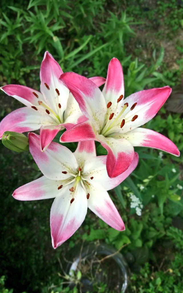 함께 어울리며
살아요 인연이란
이런거래요

씨앗은 흙을 만나야 싹이트고 
고기는 물을 만나야
숨을쉬고
사람은 사람다운 사람을
만나야 행복하고
맹수들은
산이 깊어야하고

지렁이는 흙이있어야 살고
또한 나무는 썩은흙이
있어야 뿌리를
깊이 내릴수있고

이렇듯 만남이
인연의 끈이됩니다