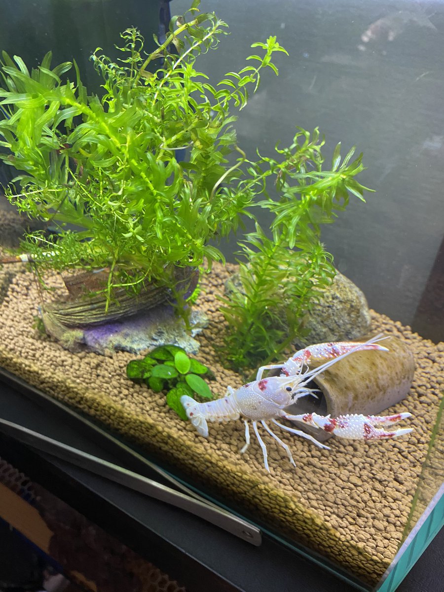 ミーアキャットひなた 1ヶ月で水草全く食わないオスと 1ヶ月で水草レイアウト水槽根こそぎ食い尽くしたオス ミクロソリウムもアヌビアスも全部食ったー タイゴースト