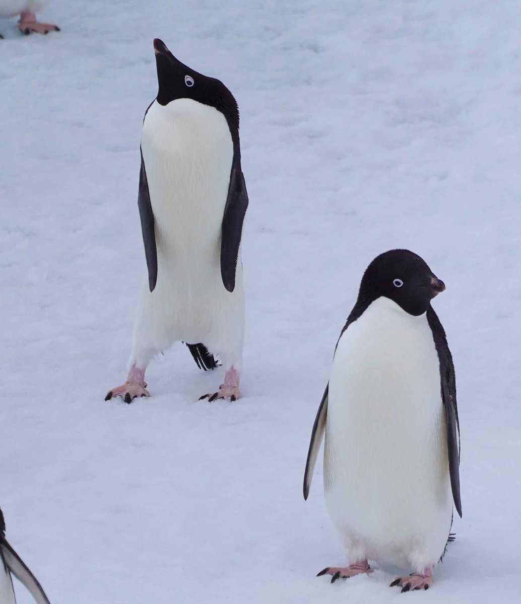 10日（水）午後7時半～8時頃予定、南極・昭和基地からYou Tube ライブ配信！URL→  61次越冬隊が南極の自然や観測、暮らしをご紹介します。「#南極ライブ2020」をつけたご質問のツィート募集中です。拡散希望（^^/  #南極 