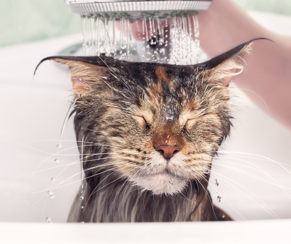 We challenge you to a 4-minute shower this June, 3-minutes if you are brave enough! A great #watersaving initiative from <a href="/thameswater/">Thames Water 💧</a> to help the nation #savemoney whilst we work together to #stayalert #controlthevirus #savelives
bit.ly/2XqiUVy