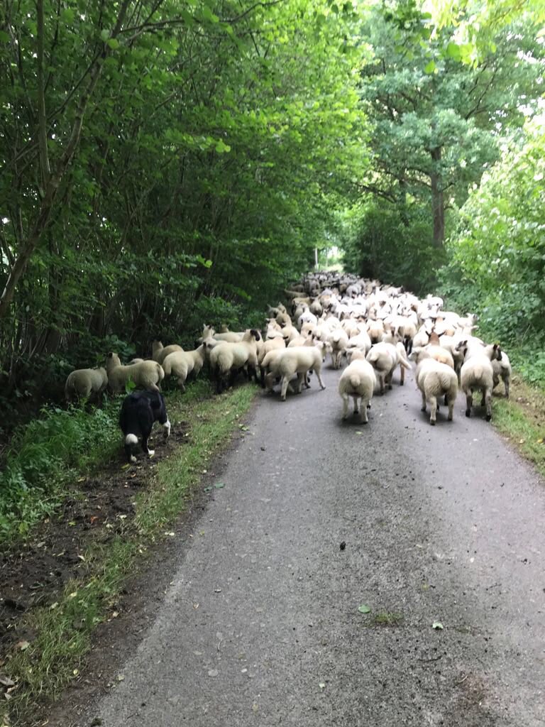 Defenderdriver7's tweet image. Day 7/7 My life in pictures. Rules: no words, no people. Nominate someone new each day. I was nominated by @Alanday10858010 
I nominate @wickens_anna