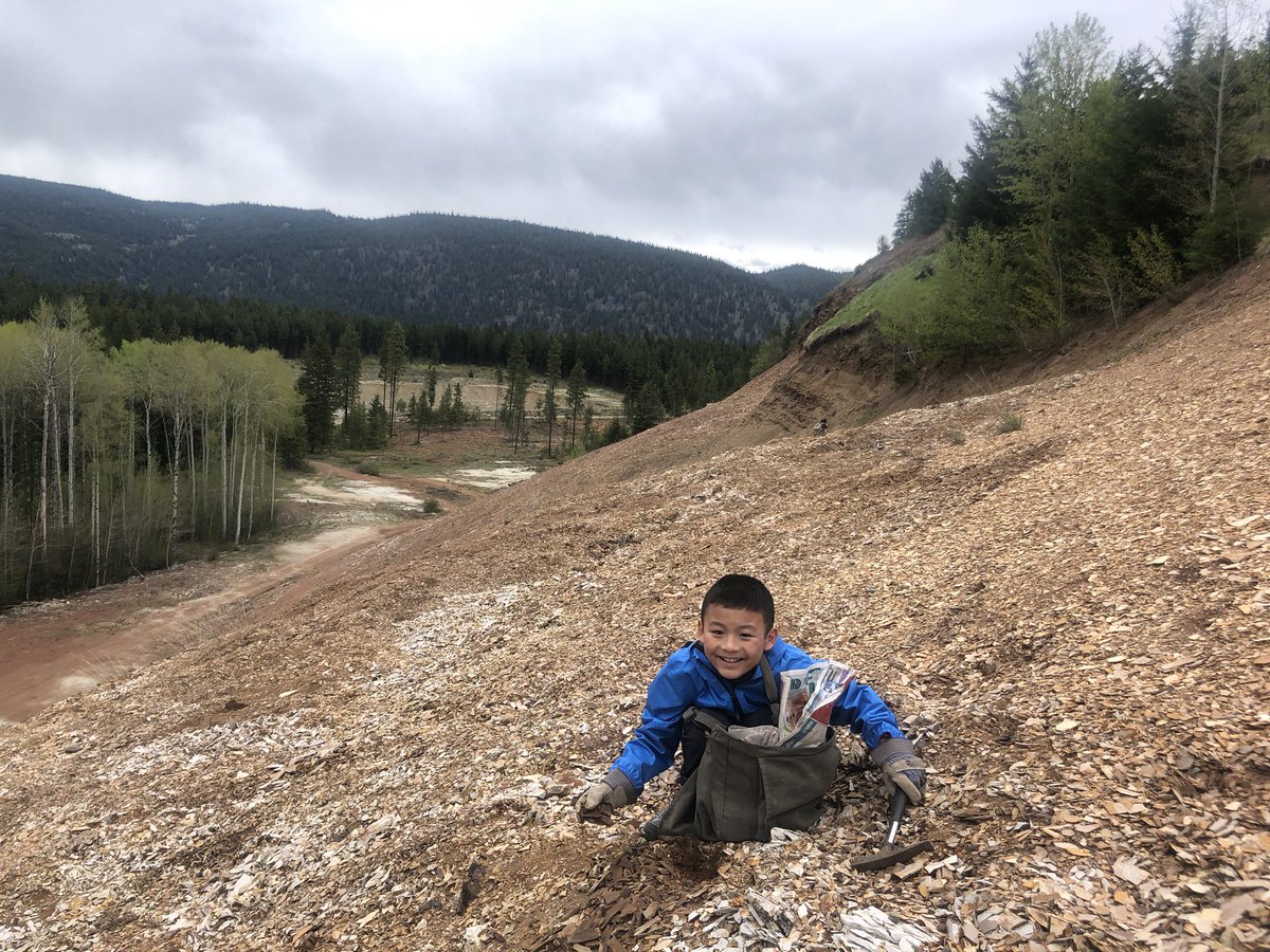 jfam1979's tweet image. Had a great time collecting Eocene fossils with friends near Princeton, BC, 🇨🇦
#FossilFriday #fossils #fossilcollecting #paleontology #palaeontology #cenozoic #eocene #bcfossils #fossilhunting