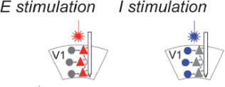 kennethd_harris's tweet photo. We measured how mouse visual cortex responds to “test pulses” driving excitatory and inhibitory populations, using two-color optogenetics and #neuronexus probes. How well do the Wilson-Cowan equations predict these responses? (4/7) https://t.co/DAid4GN99n