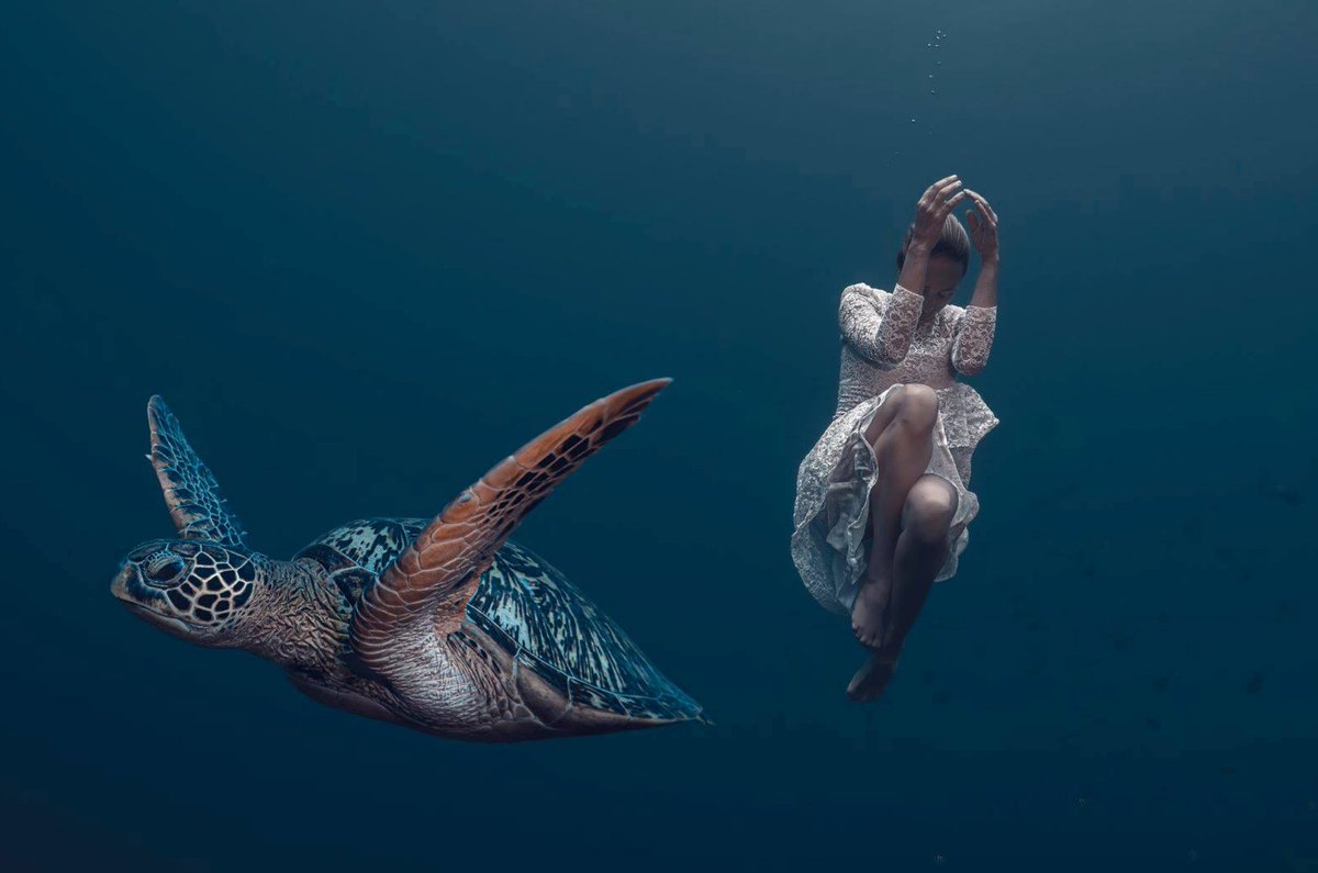 Moments

Freediver @laura_kazi 

📸 @alfredminnaarphotography

#seaturtle #freediving #freedivers #saltlife #onebreath #oceans #epic #diving #apnea #explore #underwaterphotography #underwater #freediver#deeperbluephoto #uwmodel #girlsthatfreedive #marinelife #freediveart