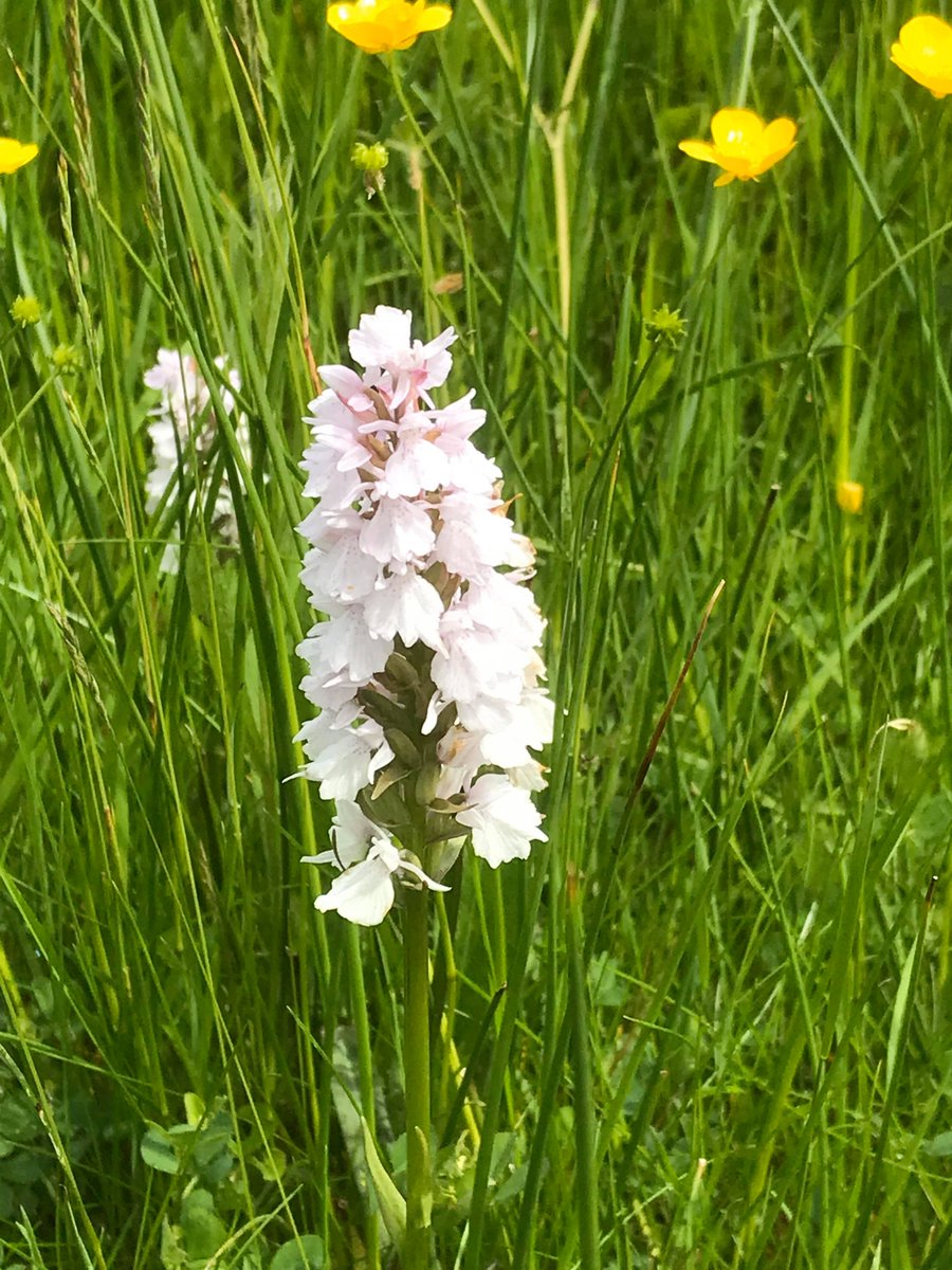 OWHA11's tweet image. World Environment Day, In the UK we do have a little gem, take this extremely rare White Pyramidal Orchid, photo taken at a local Site of Special Scientific Interest (SSSI) #WorldEnvironmentDay2020 #orchid #Columbia #SSSI