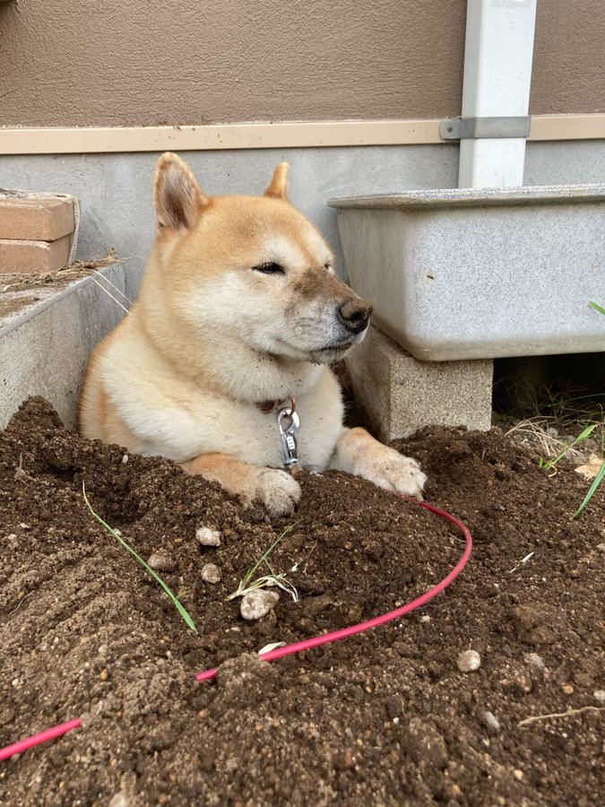 動物,犬,猫,しつけ,飼い方,育て方,病気,健康