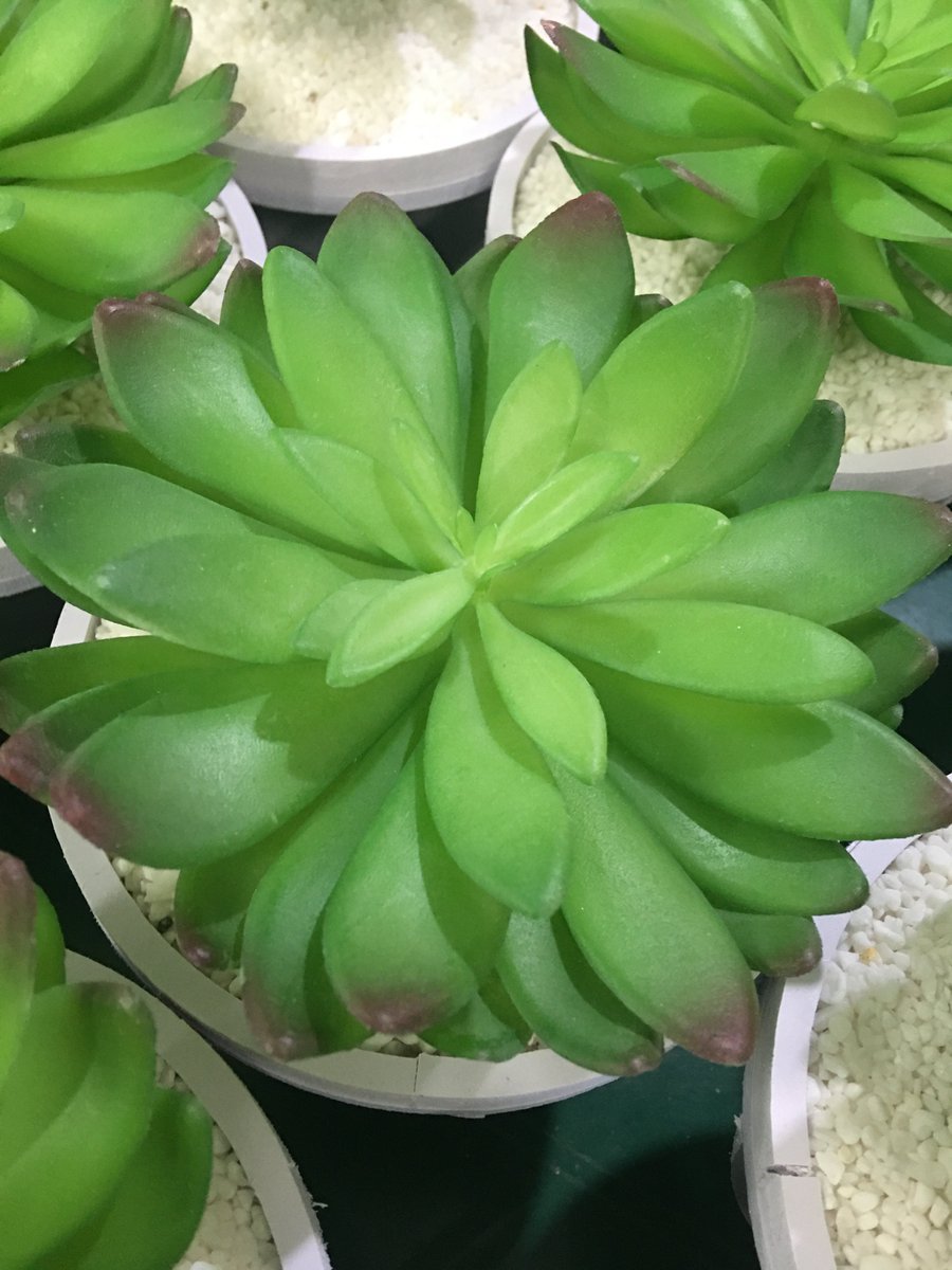 DisplayDm's tweet image. Spring will come finally.

Artificial plants are great choice for window decoration, which would never fade and can be kept for quite a long time especially for spring and summer season.

#ArtificialPlants #SpringWindowDisplay #SpringPlants