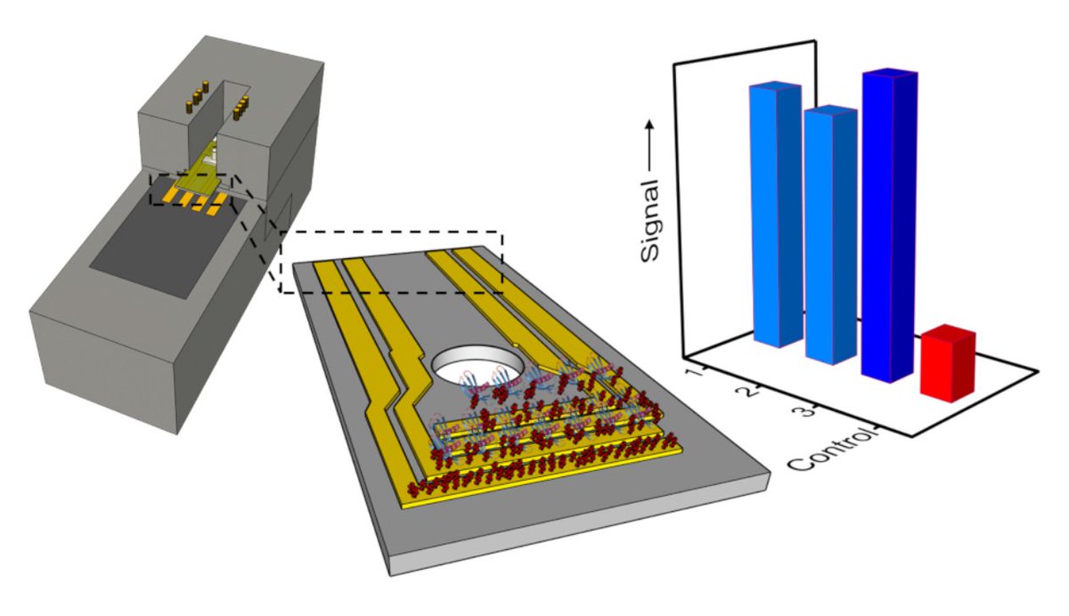 NanochemistryL's tweet image. Novel organic electronic lab-on-chip integrating a pentacene-based EGOFET as a biosensing platform with high sensitivity and selectivity for point-of-care diagnostics ⚗️⚡️🧪🩺🚀 Read the full story in @an_chem! 🤩
👉 doi.org/10.1021/acs.an…
