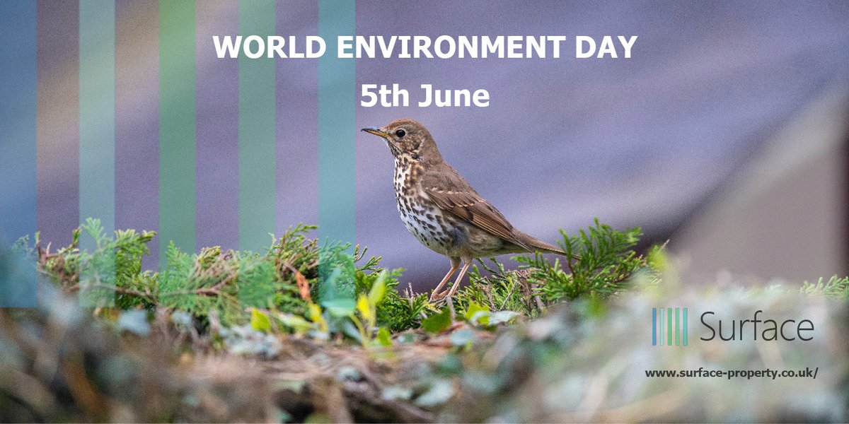 Today Surface is celebrating the World Environment Day! #WorldEnvironmentDay2020