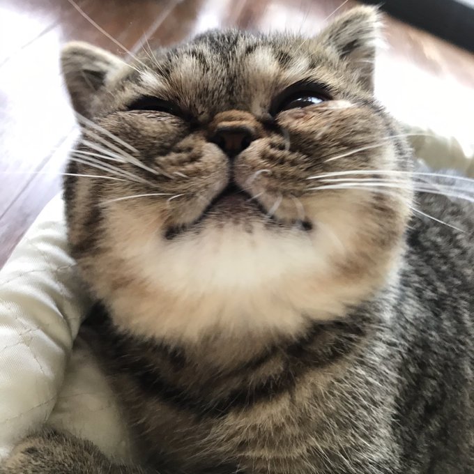 エキゾチックショートヘアのtwitterイラスト検索結果 古い順