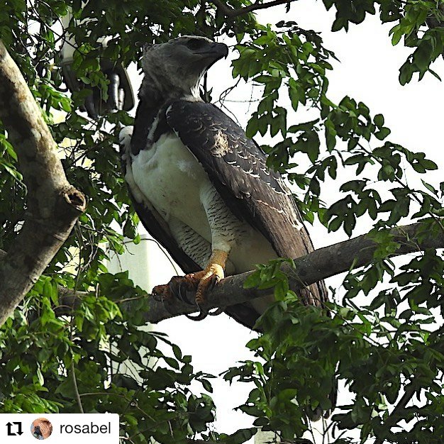 MiAmbientePma's tweet photo. En vísperas del Día Mundial del Ambiente la naturaleza 🍃 nos da el mejor ejemplo de un ecosistema bien conservado en el centro de la ciudad, que se presta como hábitat de especies importantes como nuestra ave nacional el Águila Harpía. #PorLaNaturaleza

📸 @rosabelmiro https://t.co/boBGXBNssS