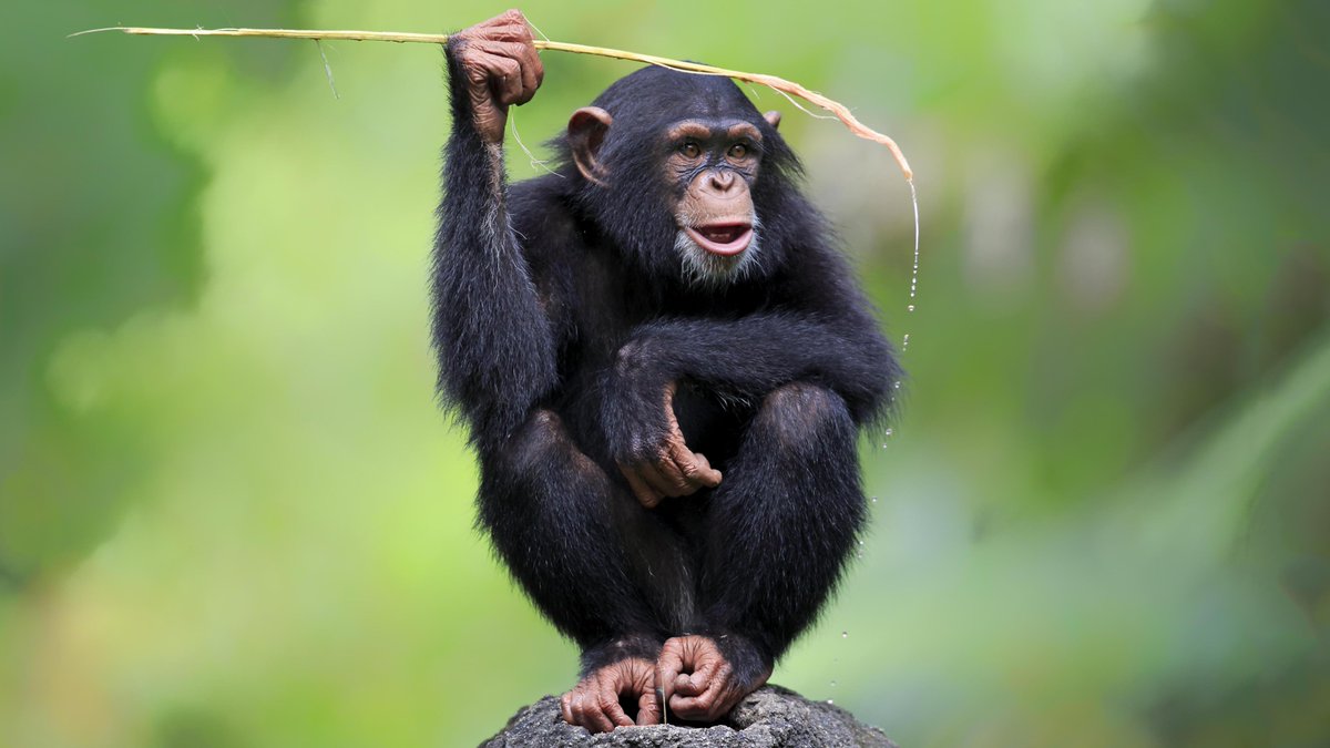 HiguchiSean's tweet photo. In Africa, chimpanzees have already become extinct in 4 of the 25 countries that they resided in (Gambia, Burkina Faso, Togo, and Benin) (State of the Chimpanzee). https://t.co/5cdkj7kWSz