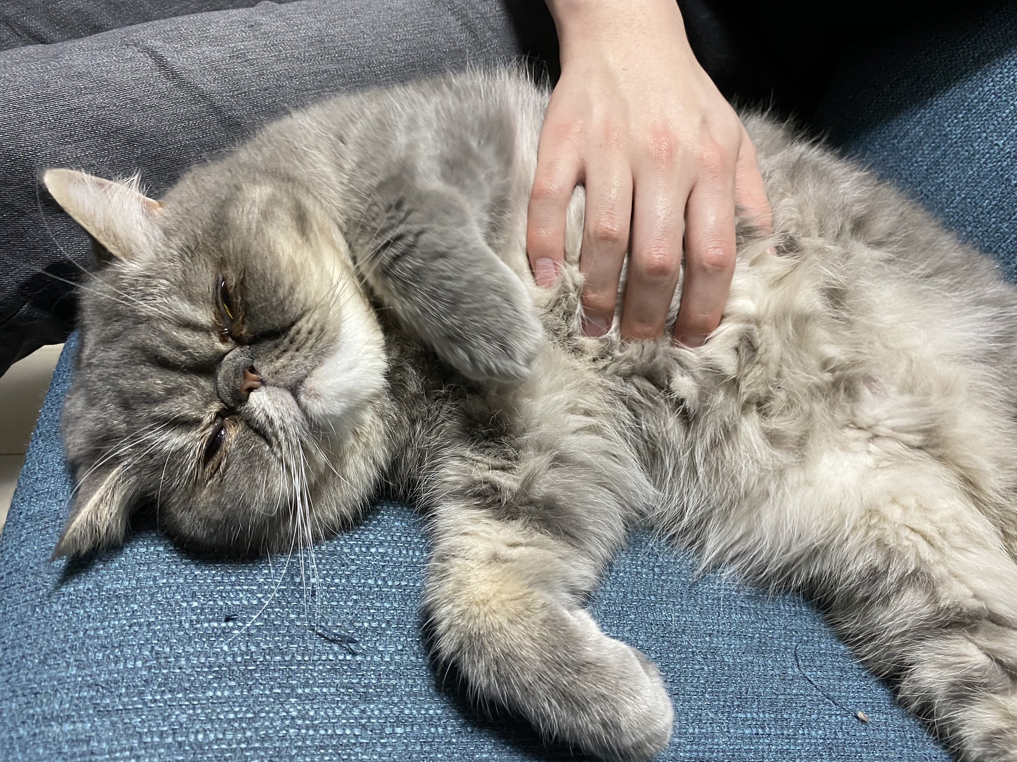 おぬ ねこハムぴのぴ わしわし もみしだく ねこ好きさんと繋がりたい ねこ部 猫部 猫 ねこ ネコ 猫好きさんと繋がりたい 猫写真 猫のいる生活 猫のいる暮らし ねこかわいい 猫好きな人と繋がりたい 幸せ エキゾチックショートヘア 癒しと