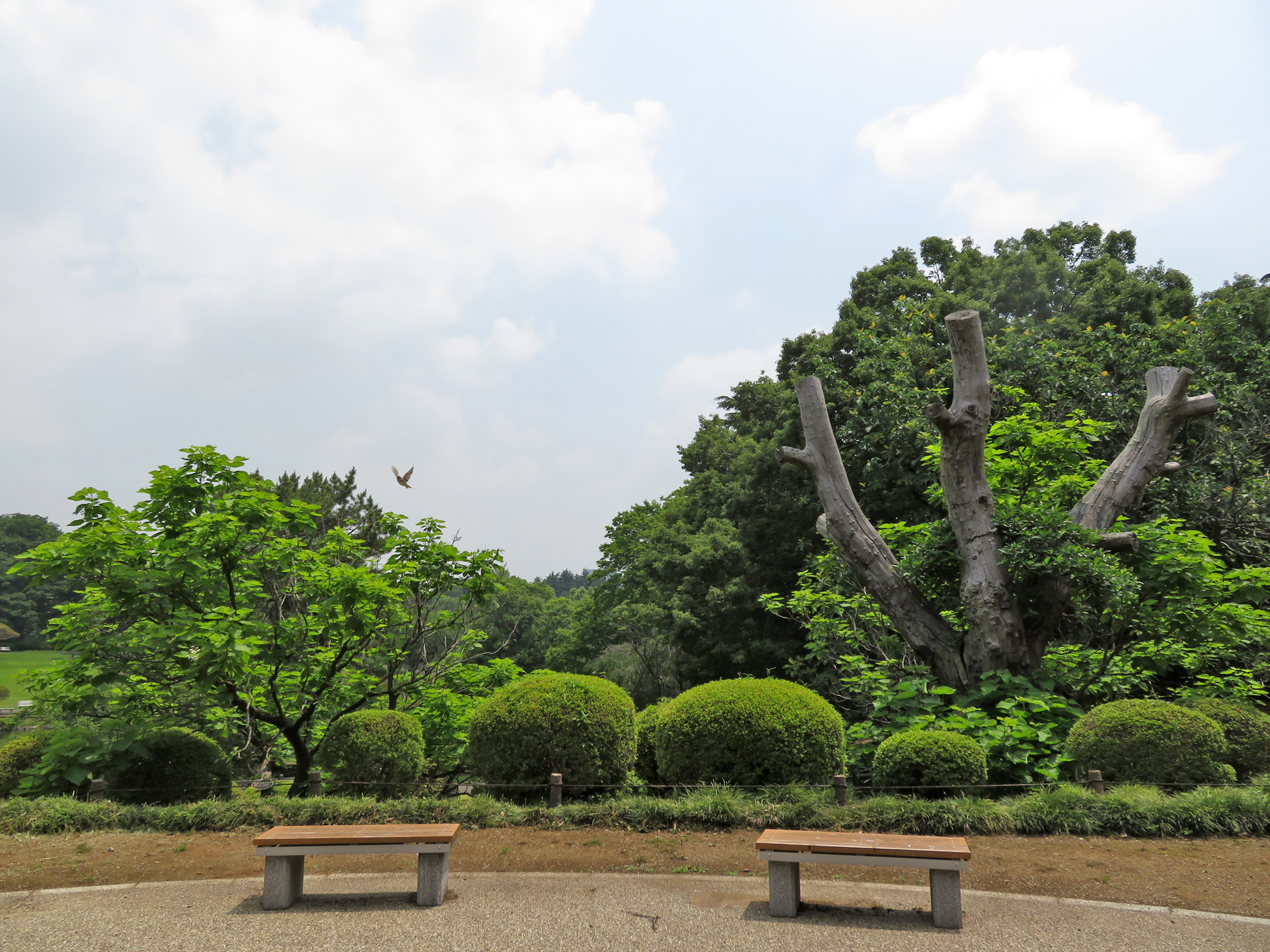 新宿御苑 自然情報 モミジ山でアメリカキササゲが開花しました 原産地は北アメリカ 御苑では明治7年 1874 に種子を輸入して栽培したといわれています 当時 植えられたという巨樹は数十年前の落雷で幹が折れましたが 根から伸びたひこばえが生長して