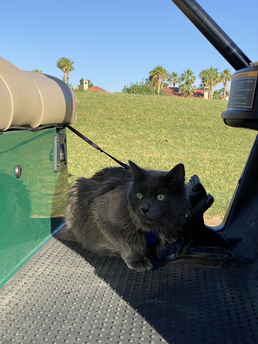 IsabelleShee's tweet photo. My catty wasn’t too happy with me today 🤦🏻‍♀️ #golfkitty #golf https://t.co/54F0W8Eu4d