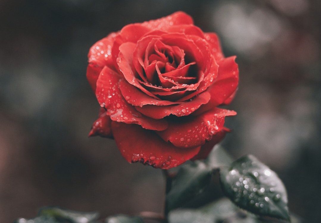 Rr1123ma's tweet photo. أجعل قلبك حديقة                                                    إزرع فيها الأمل والإصرار واسقها ماء                         التسامح حتماً ستحصد الفرح والنجاح♩ https://t.co/r9G34PMcf9