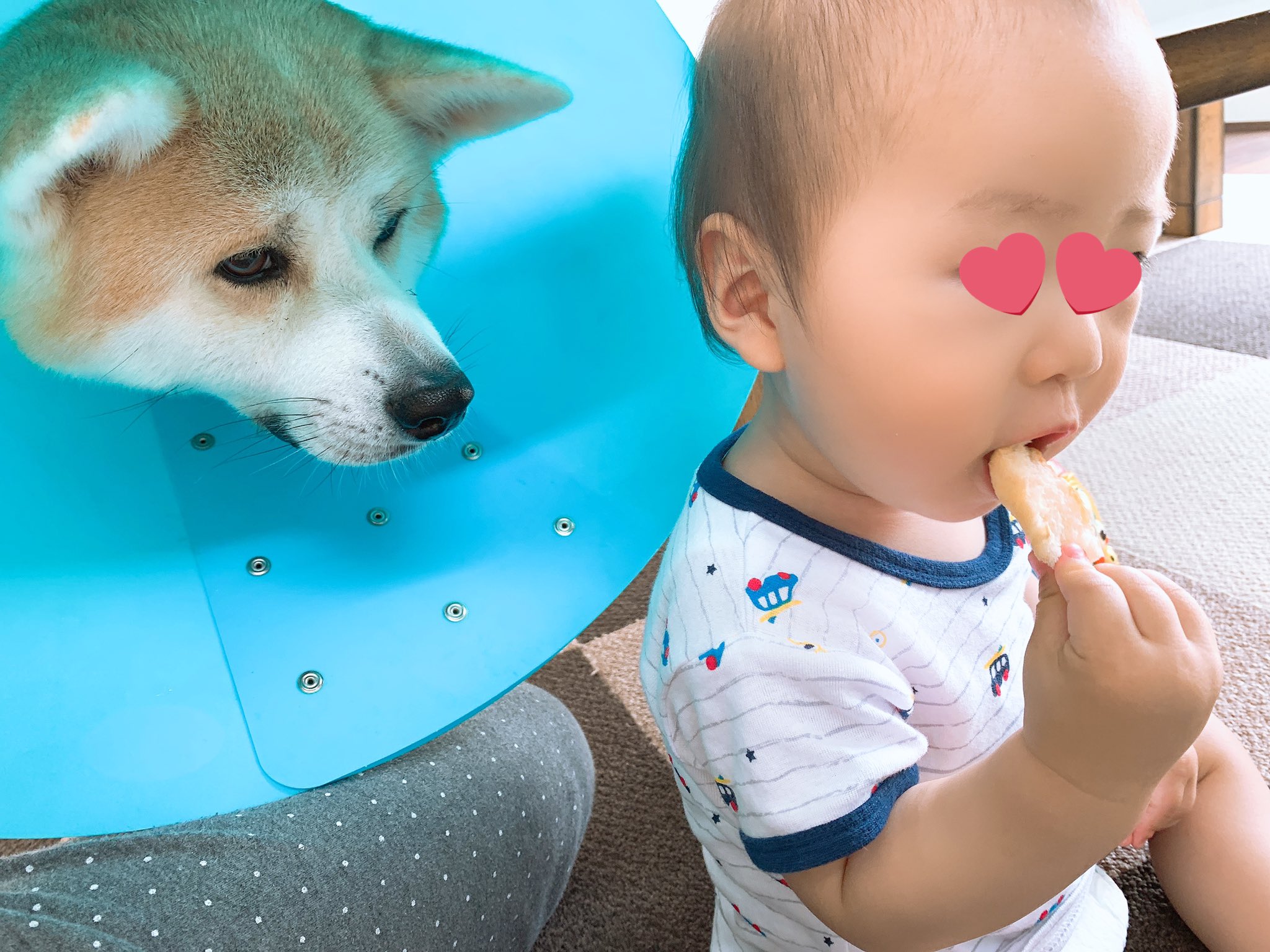 パン好き犬 Twitter Search Twitter