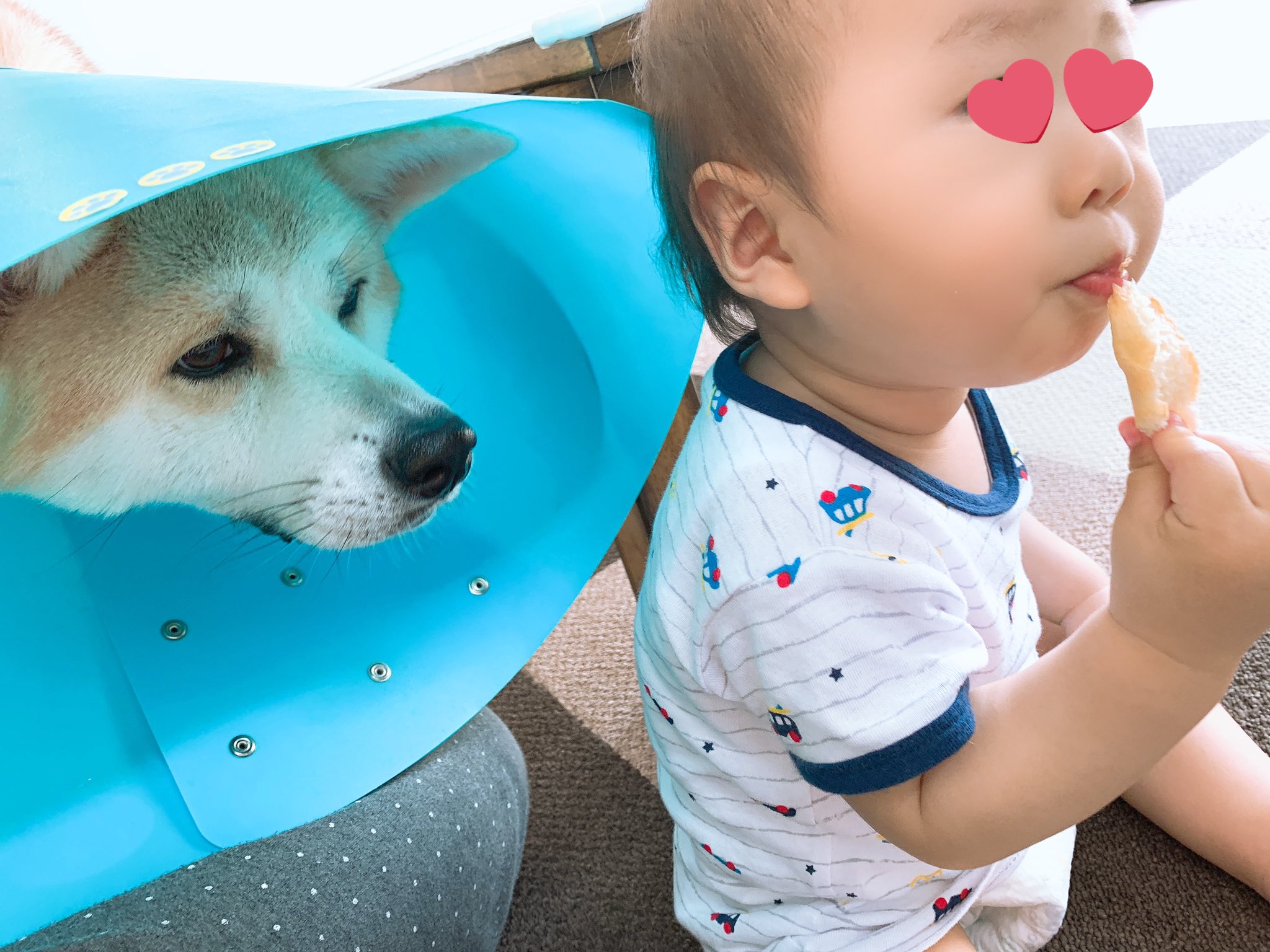 パン好き犬 Twitter Search Twitter