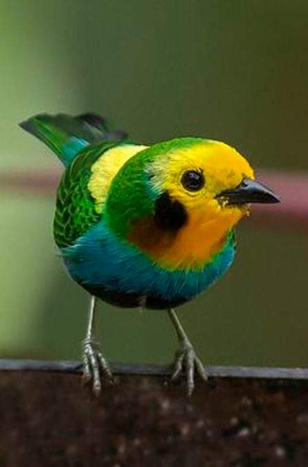 drsurendrpathak's tweet photo. Happy Environment Day.
Save yourself, save environment. 
Save humanity. Save nature.
They are complimantary. https://t.co/gsSqHrPClw
