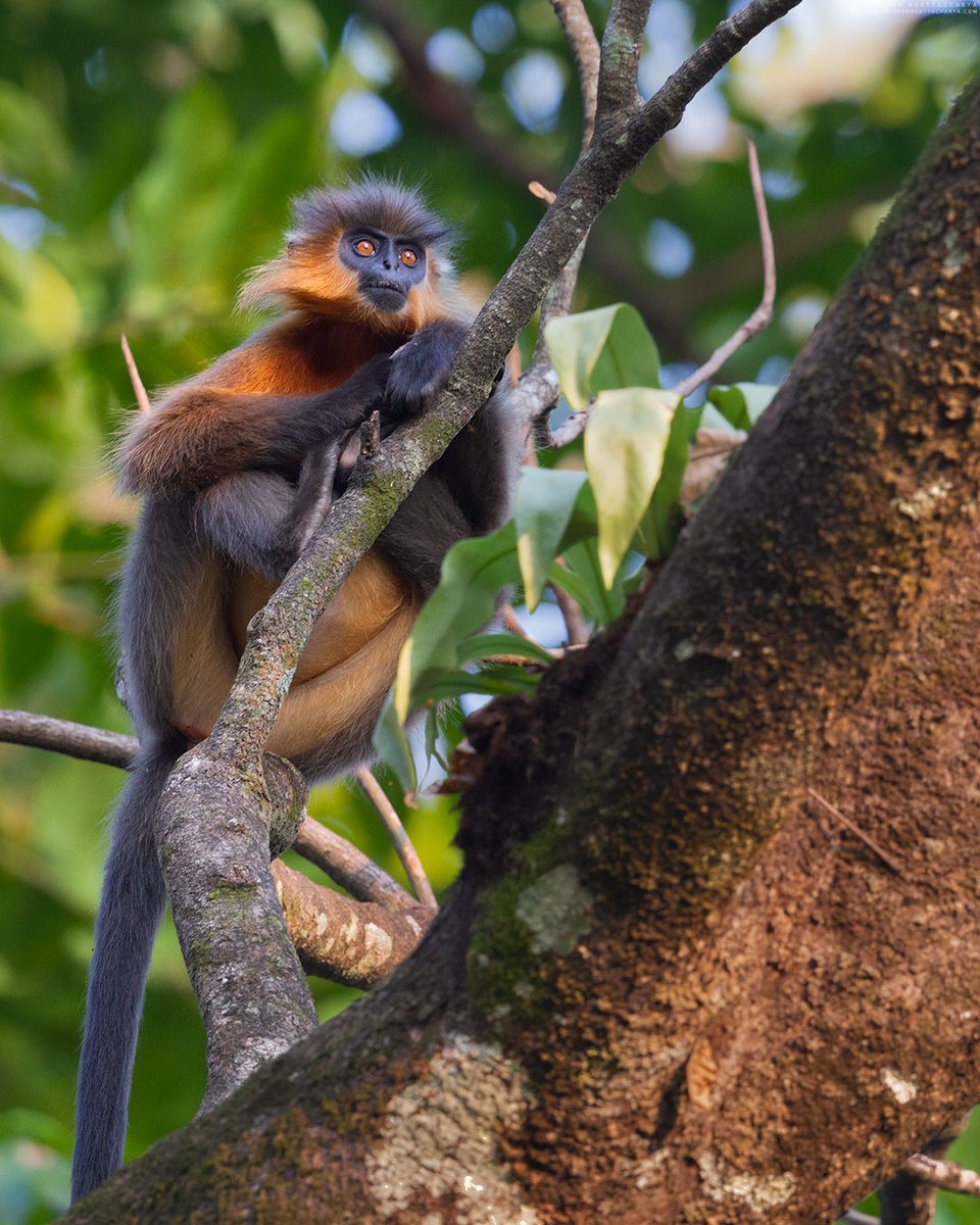 Capped Langur from Nameri NP, Assam.
Jan -2015
© ArindamBhattacharya.com

#wildlifephotography #bbcwildlifepotd 
#bbcwildlife #incredibleindia #naturephotography #StayHomeIndia #earthcapture #nature #nameri #peimates
#endangered @NatureIn_Focus #wildlife #Assam