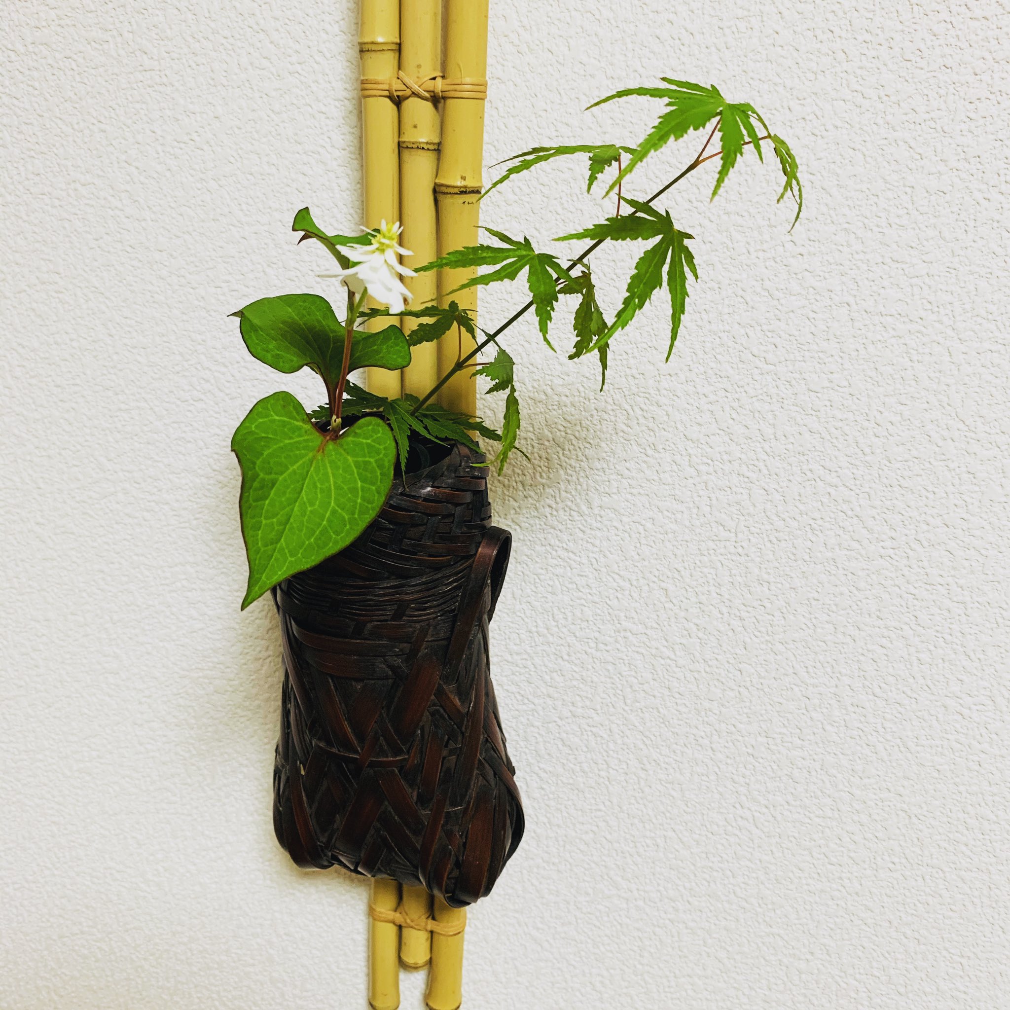 表千家茶道 池田教室 6月茶花 八重咲ドクダミ イロハモミジ 茶道教室 着付け 茶花 T Co Hzw2chjnjm Twitter
