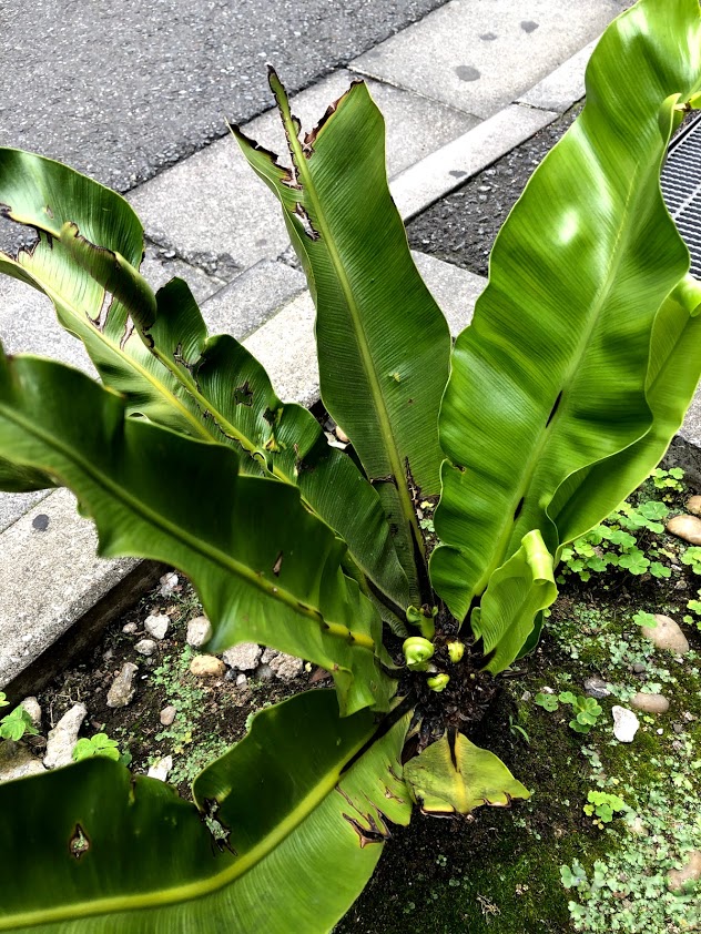 Uzivatel 新井紀子 Noriko Arai Na Twitteru Googleの画像検索すると バナナだと言われるのですが 違うんです 東京で地植えできる観葉植物です シダの仲間だと思うんですが ご存じの方いらっしゃいますか