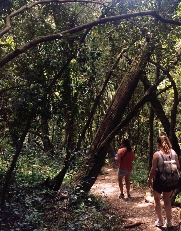 RSNetwork_'s tweet image. Our team member exploring one of only two grade 1 indigenous forests in South Africa, the Auckland Nature Reserve in the Amathole Mountains of the Eastern Cape province"
#WorldEnvironmentDay2020 
#ForNature