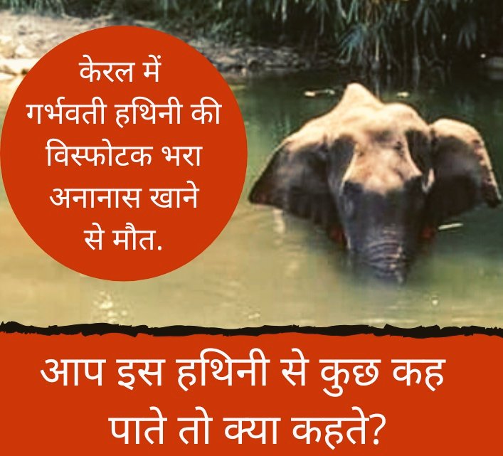 namdev_puneet's tweet photo. शरारती तत्वों ने गर्भवती हथिनी को विस्फोटक भरा अनानास खिला दिया. घायल हथिनी ने जाते हुए भी किसी को चोट नहीं पहुंचाई. वो तीन दिन तक प��नी में खड़ी रही. जबड़ों में गंभीर चोट, दांत भी टूट गए. अंत में हथिनी बच नहीं पाई. :( :( आप इस हथिनी से एक बात कह पाते तो क्या कहते? https://t.co/DEFyDy10ok