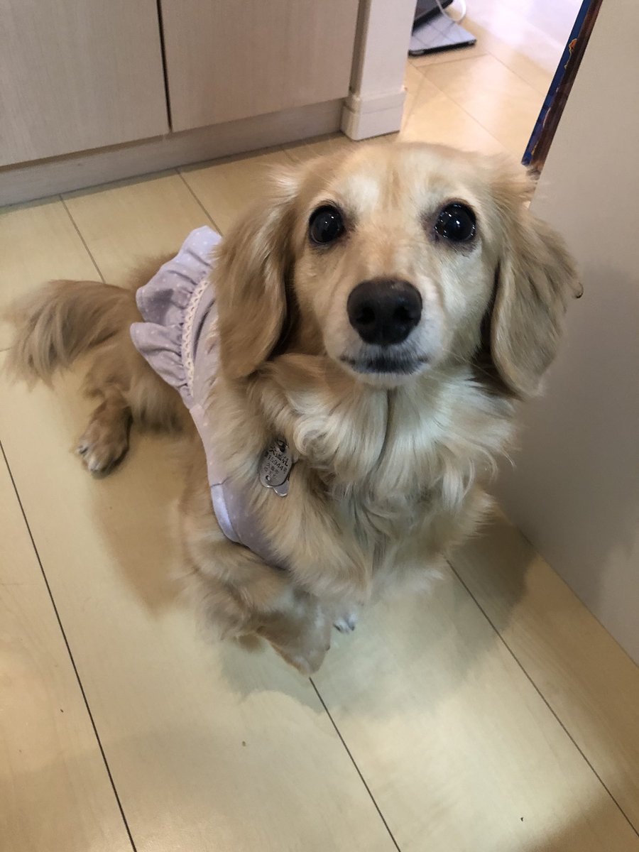 Kyoko V Twitter 可愛い顔してご飯ねだりにきたワンコ いや まだ早い ダックスフント ミニチュアダックス ご飯くれ