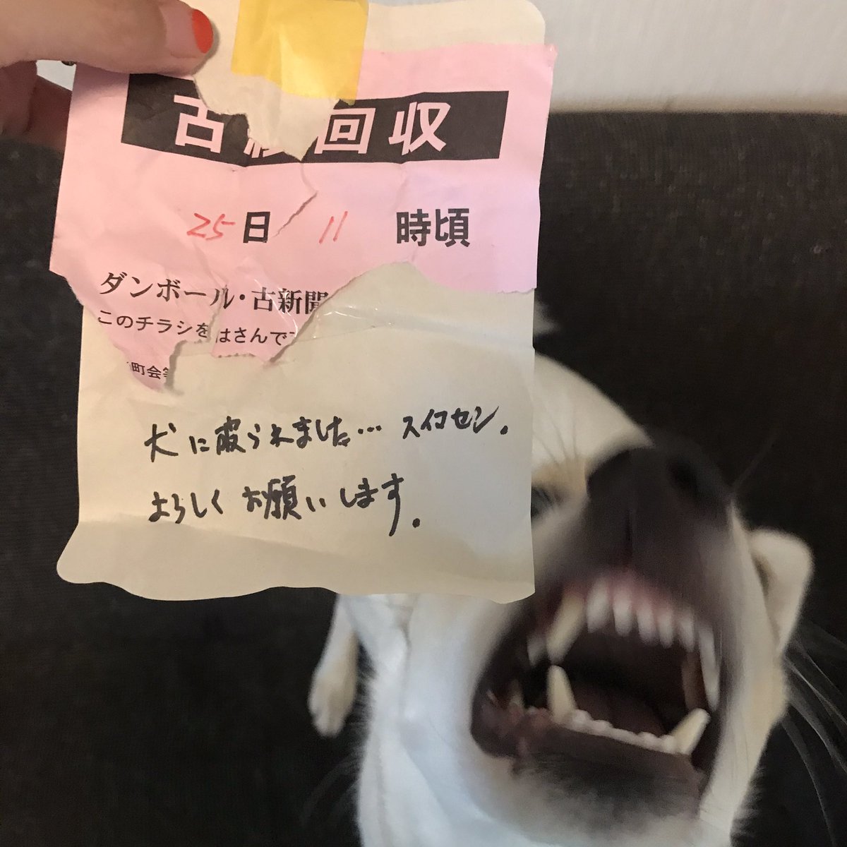 𝐲𝐚𝐦𝐲𝐚𝐦 Na Tviteru やむちゃんの紙ブローチ犬が食べちゃった もらった年賀状犬が食べちゃった 今ならわかる わかるよ 犬は紙を食べたりビリビリにするのがお好き 𝐲𝐚𝐦𝐲𝐚𝐦 Na Tviteru やむちゃんの紙ブローチ犬が食べちゃった もらった年賀状犬が食べちゃった 今ならわかる わかるよ 犬は紙を食べたりビリビリにするのがお好き