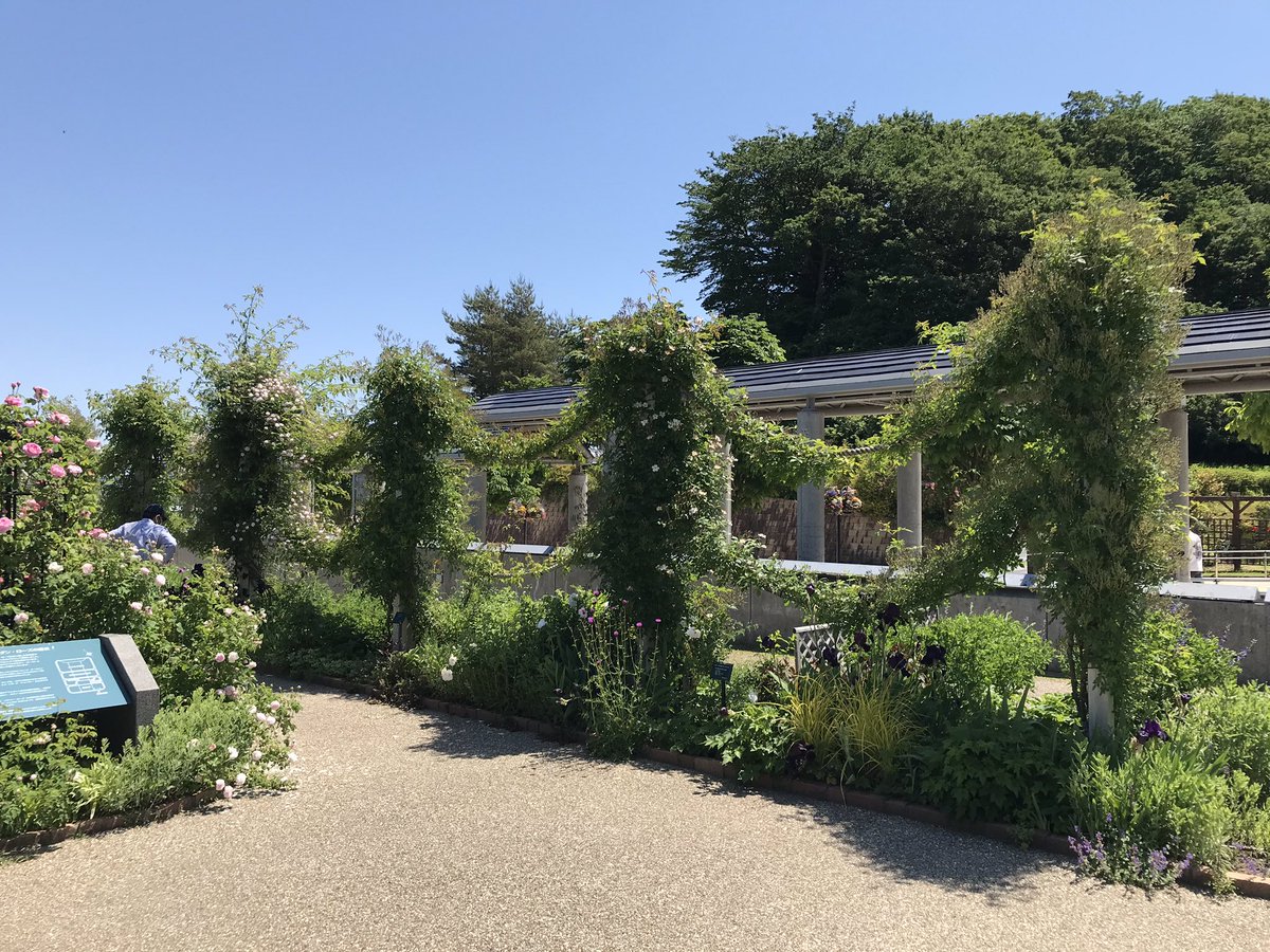 国営越後丘陵公園 公式 בטוויטר 先週の土曜日に殆ど開花していなかったガーランドは見頃に入りました その他にも沢山の撮影スポットがあります 国営越後丘陵公園 香りのばら園 バラ ガーランド