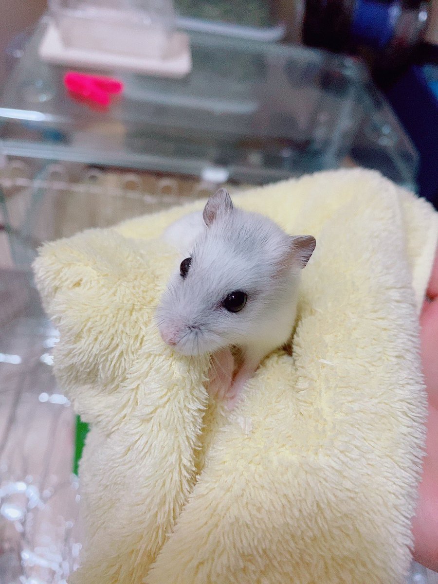 しらい 捕まったおもち 危機一髪 どうやって逃げよう パールドワーフ ハムスターのいる生活 ハムスター好きと繋がり たい