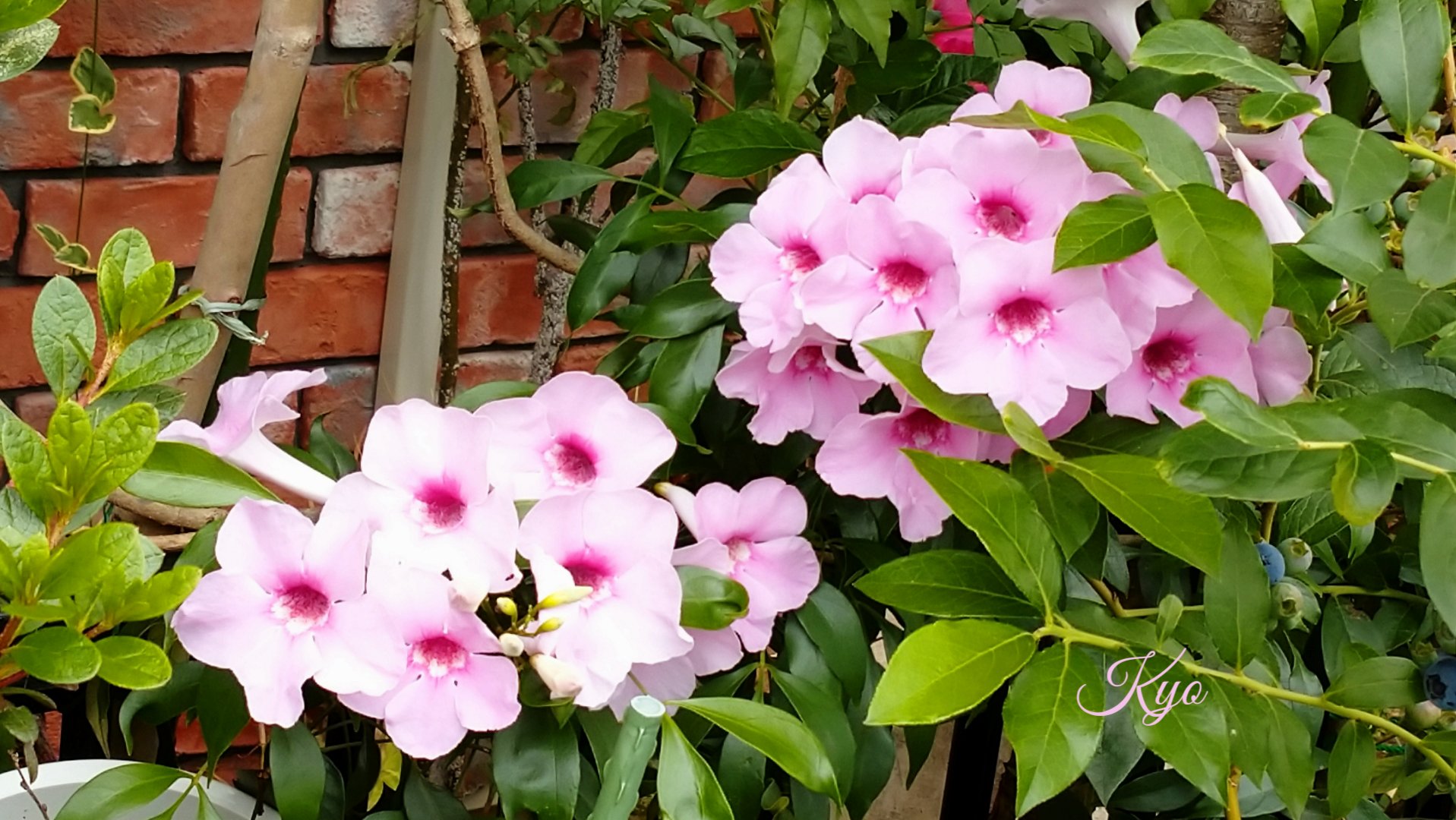 京ちゃん ラッパ型の可愛いお花 濃いグリーンの細目の葉 フレッシュなピンク 暑くても楽しくなる 花写っと お写ん歩 ピンクノウゼンカズラ 水無月 Tlを花で一杯にしよう 写真の奏でる私の世界 T Co Nziduxdxnw Twitter