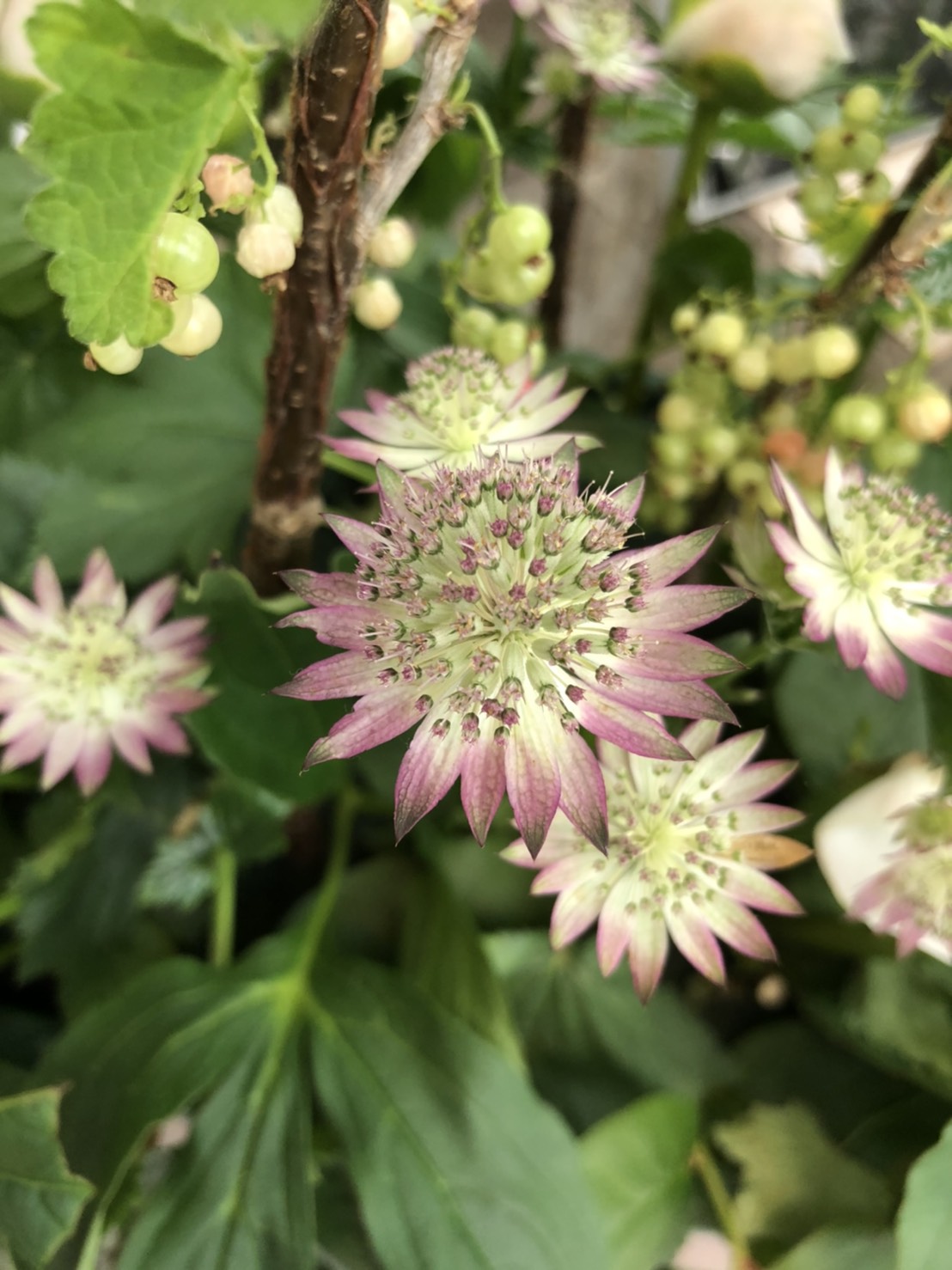 長野県のおいしい食べ方 アストランチア 6 8月に開花する 今が見頃のお花です 花びらのように見えるトゲトゲした部分は実は葉っぱで 花は中心の小さな球体です 長野県では Jaみなみ信州管内で栽培されています アストランチア 見頃のお花