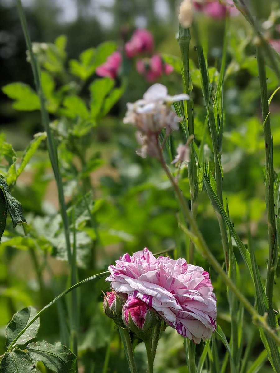 Lou Nicholls tweet media